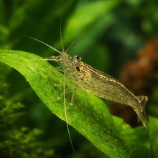 5 Amano Algae Eating Shrimp