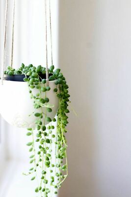 String Of Pearls 4inches Pot Rowleyanus string of bead LivePlant Succulent  | eBay