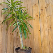 LIVE PLANT 3ft Pachypodium rutenbergianum - Madagascar Palm Boadaka Bontaka