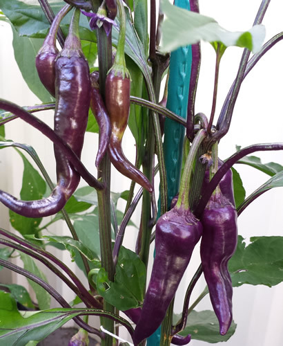 Monster Purple Cayenne Chilli - An Unique Bright Purple Chilli for Your Garden - Picture 4 of 9