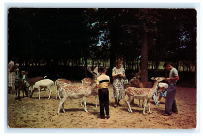Postcard MI Coloma Paw Paw Lakes Deer Forest Petting Zoo Boys Feeding Deer 