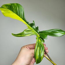 Philodendron Florida Beauty, HIGHLY Variegated, LARGE 1-LEAF TOP Cutting Rooting
