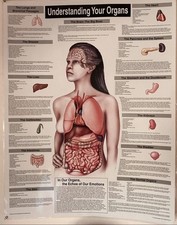 Understanding Your Organs: Tabla de pared anatómica laminada: 26x20