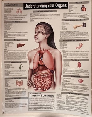 Understanding Your Organs : Laminated Anatomical Wall Chart: 26x20