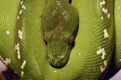 789013 Green Tree Python A4 Fotodruck