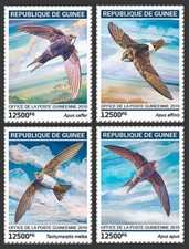 SWIFTS (Apodidae) Birds/Bird 4v MNH Stamp Set #918 (2019 Guinea)