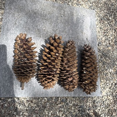Sugarpine Cones Set of 4 Natural Pine Cones From South Lake Tahoe California