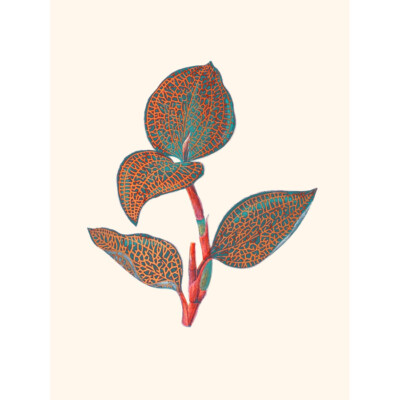 Primär farbige exotische Flora Kunstdruck Leinwand Premium Wanddeko Poster