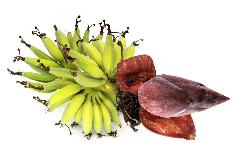 Bananen Samen online kaufen | eBay.de