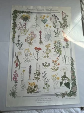 Vin Az native plant Society poster wildflowers of northern Arizona Margret Pope