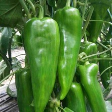50 graines de Poivron Corne de boeuf Méthode BIO sweetpepper légume potager