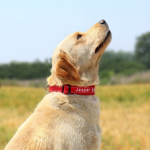 Besticktes Hundehalsband personalisiert Kosename Text reflektierend Nylon & weiches Fleece - Bild 12 von 23
