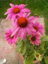 Echinacea purpurea PowWow Wild Berry  Eastern Purple Coneflower  10 Seeds