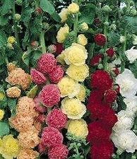 Alcea rosea Chater Mix  1,000 seeds