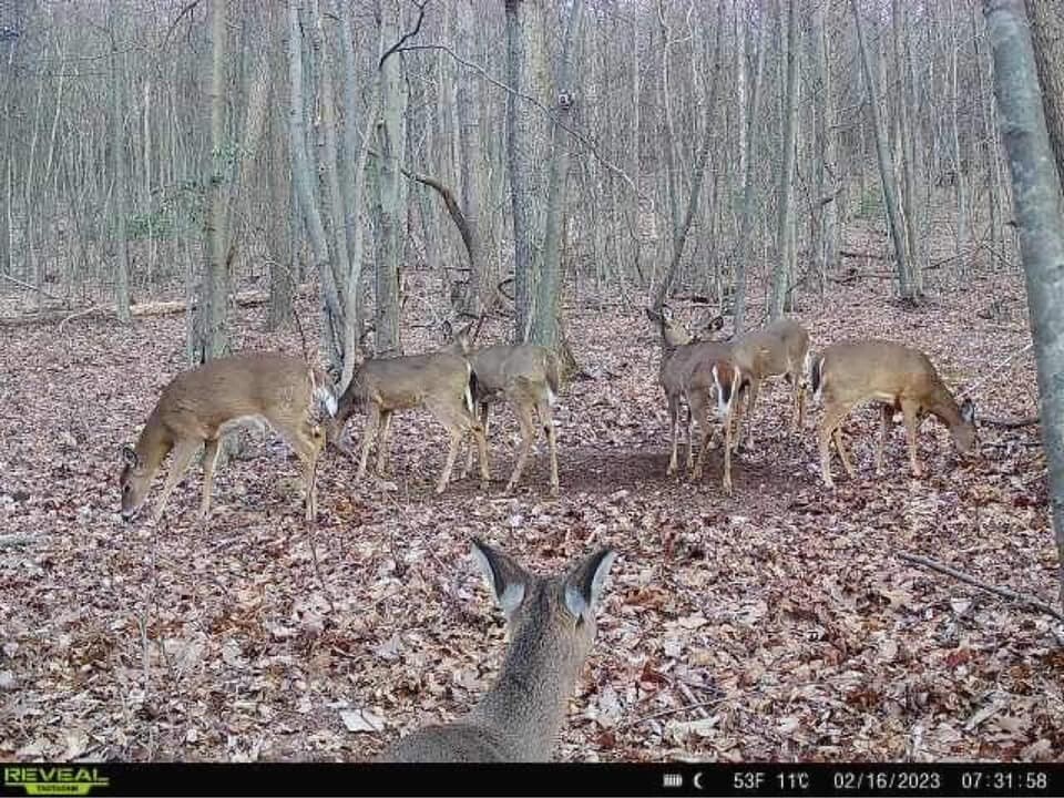 deer scent rope scrape. mock scrape, licking branch deer scent, deer