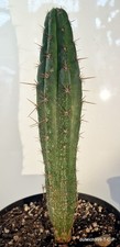 Beautiful Seed-Grown Echinopsis Columnar Cactus – Approx. 5 Years Old
