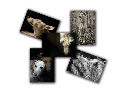 whippet greeting card birthday greyhound lurcher sighthound autumn art woods