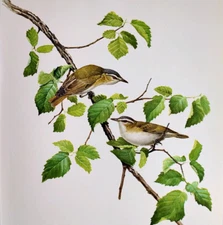 J F Lansdowne Birds Red-Eyed Vireo Vintage Art Print Book Plate 73
