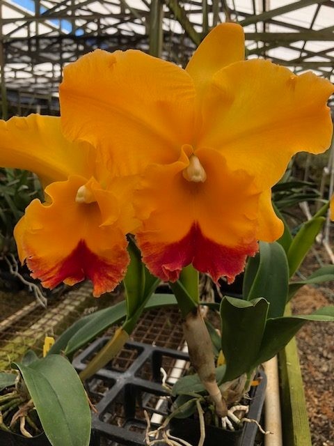 (164-3) Rlc.Yasuji Takasaki 'Hawaii'    young plant