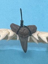 SHARK TOOTH PENDANT…3/4 Inch Fossilized LEMON Shark Tooth from Venice Florida 