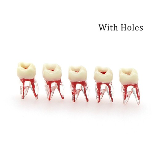 50 piezas modelo de estudio de conducto radicular endo dental ECA bloques de práctica cavidad pulpar - Imagen 13 de 14