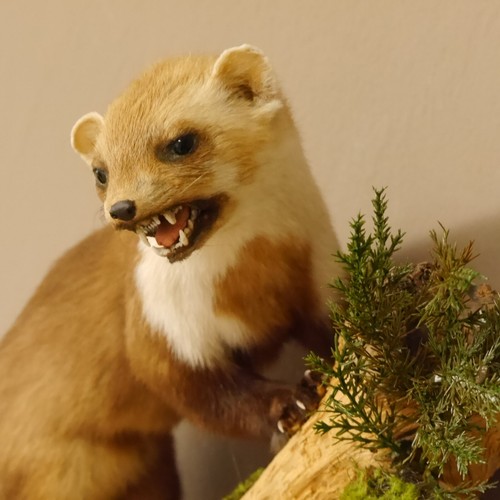 Steinmarder marder offenem Fang Präparat taxidermy Deko Tierpräparat 89.5.196 - Bild 6 von 7