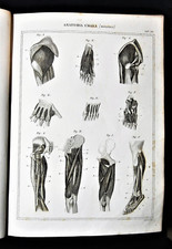 Stampa antica nomenclatura - Medicina Anatomia Umana Fisiologia Miologia muscoli
