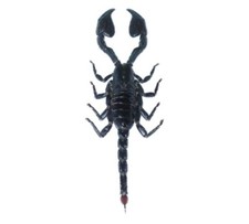 Heterometrus laoticus EMPEROR SCORPION MOUNTED WHOLESALE PACKAGED