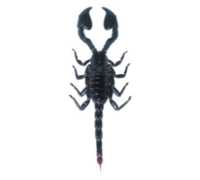 #ad Heterometrus laoticus EMPEROR SCORPION MOUNTED WHOLESALE PACKAGED $22.00