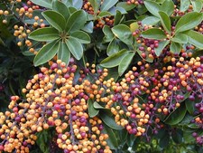 DWARF UMBRELLA TREE - HAWAIIAN - HEPTAPLEURUM ARBORICOLA 10+ SEEDS W 251