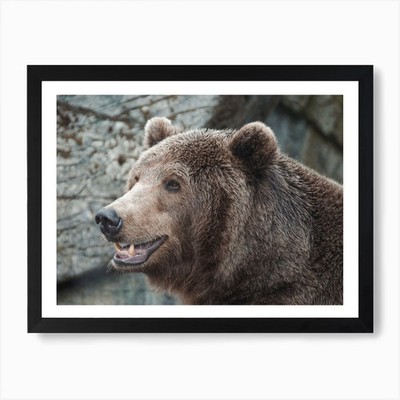 Grizzlybär Kunstdruck gerahmt Wandbild Poster Leinwanddruck Bild