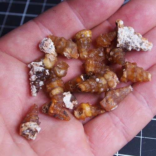 20pcs 27gr Gastropod Transparent Fossil Chalcedony Agate lot Jurassic 1202 - Bild 6 von 7