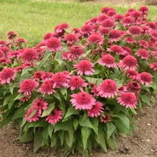 50 Raspberry Beret Coneflower Seeds Echinacea Perennial Flowers Flower 1378 USA