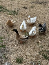 6 Mixed Duck Hatching Eggs - Colorful Backyard Mix   