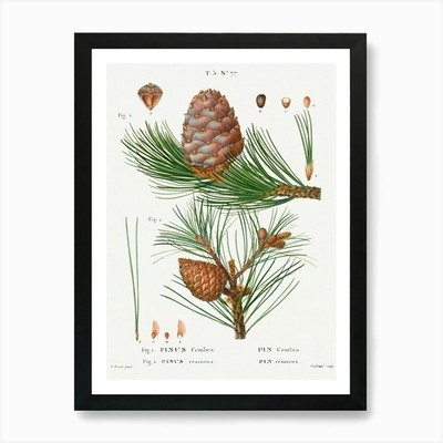Zirbe, Pinus Cembra und roter Pi gerahmtes Wandbild Poster Leinwanddruck Bild