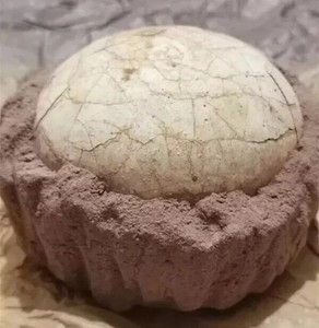 Segnosaur Dinosaur Egg Fossilized Crystallized Fossil Jurassic Cretaceous World