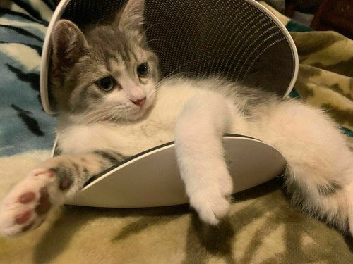 120 * LG PuriCare INNENDECKELFILTER Typ A für AP300AWFA tragbarer Luftreiniger - Bild 6 von 6