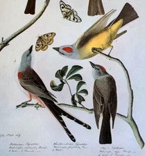 John James Audubon Birds Scissor-tailed Flycatcher Vintage Print Book Plate 288