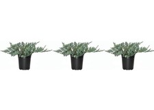 Juniper Blue Rug | 3 Live 4 Inch Plants | Juniperus Horizontalis | Groundcover