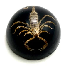 Vintage Lucite Real Yellow Desert Scorpion Paperweight