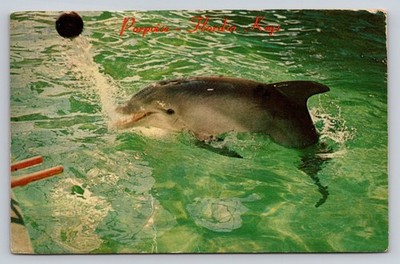 Vintage Porpoise Dolphin Florida Keys Postcard 1969 Key West Posted