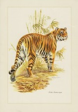 Tygrys Panthera tigris bengalski drapieżny kot kolorowy druk 1958 zoologia
