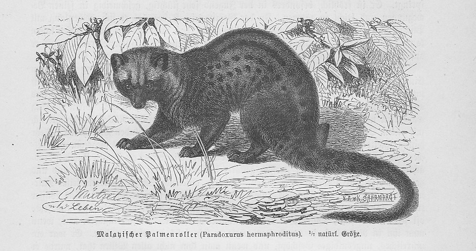 Palmenroller Fleckenmusang Paradoxurus hermaphroditus Holzstich von 1891