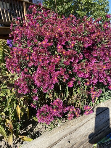 5 Red/Yellow Aster Bare Roots/ Starter Plants Perennial For Immediately Plant - Picture 5 of 6