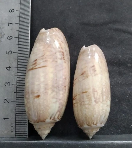 SHELL COLLECTION: AMERICOLIVA SAYANA X2