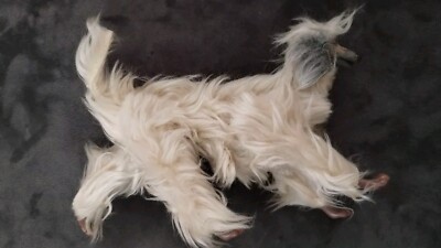 Vintage Afghan Hound Dog Toy Figure Moving Legs