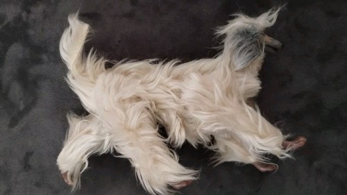 Vintage Afghan Hound Dog Toy Figure Moving Legs