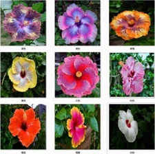 20 MIXED COLOR SEEDS HIBISCUS flower exotic bloom garden/house plant USA Seller
