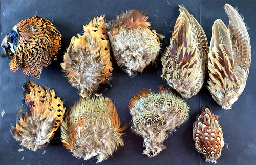Misc Lot 9 exotic feathers pheasant rooster multi color fly fishing tying