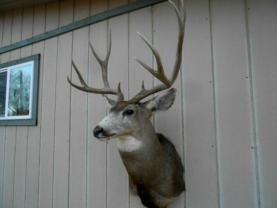 BIG BOXY Mule Deer Head Shoulder Mount Taxidermy Cape whitetail elk antlers eBay